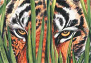 LSU Tiger Eyes