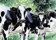 Louisiana Holstein cows
